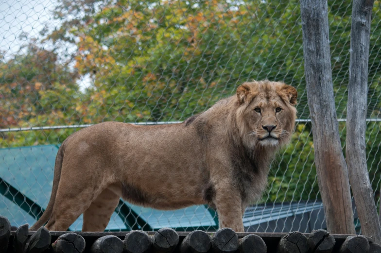 a lion that is standing in the grass