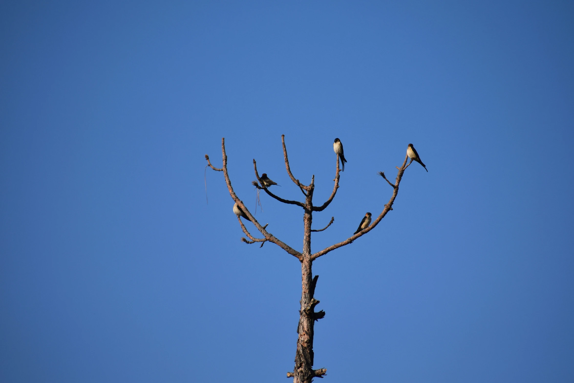 birds sit on the nches of a dead tree