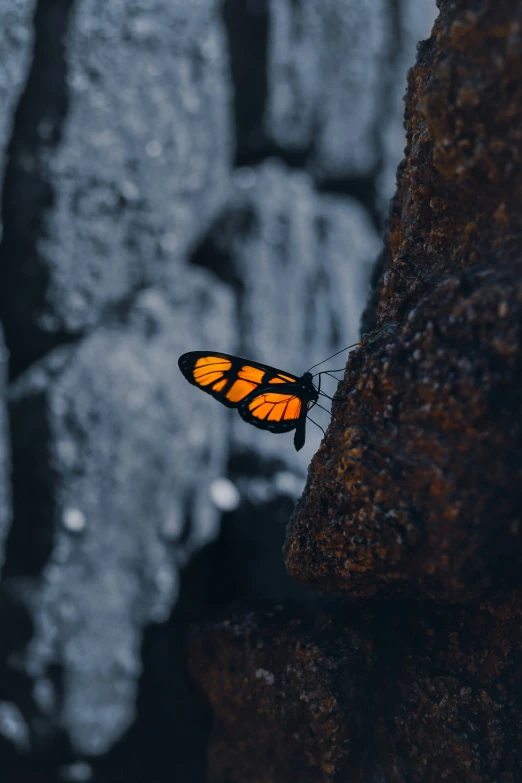 a close up of a erfly sitting on the top of a rock