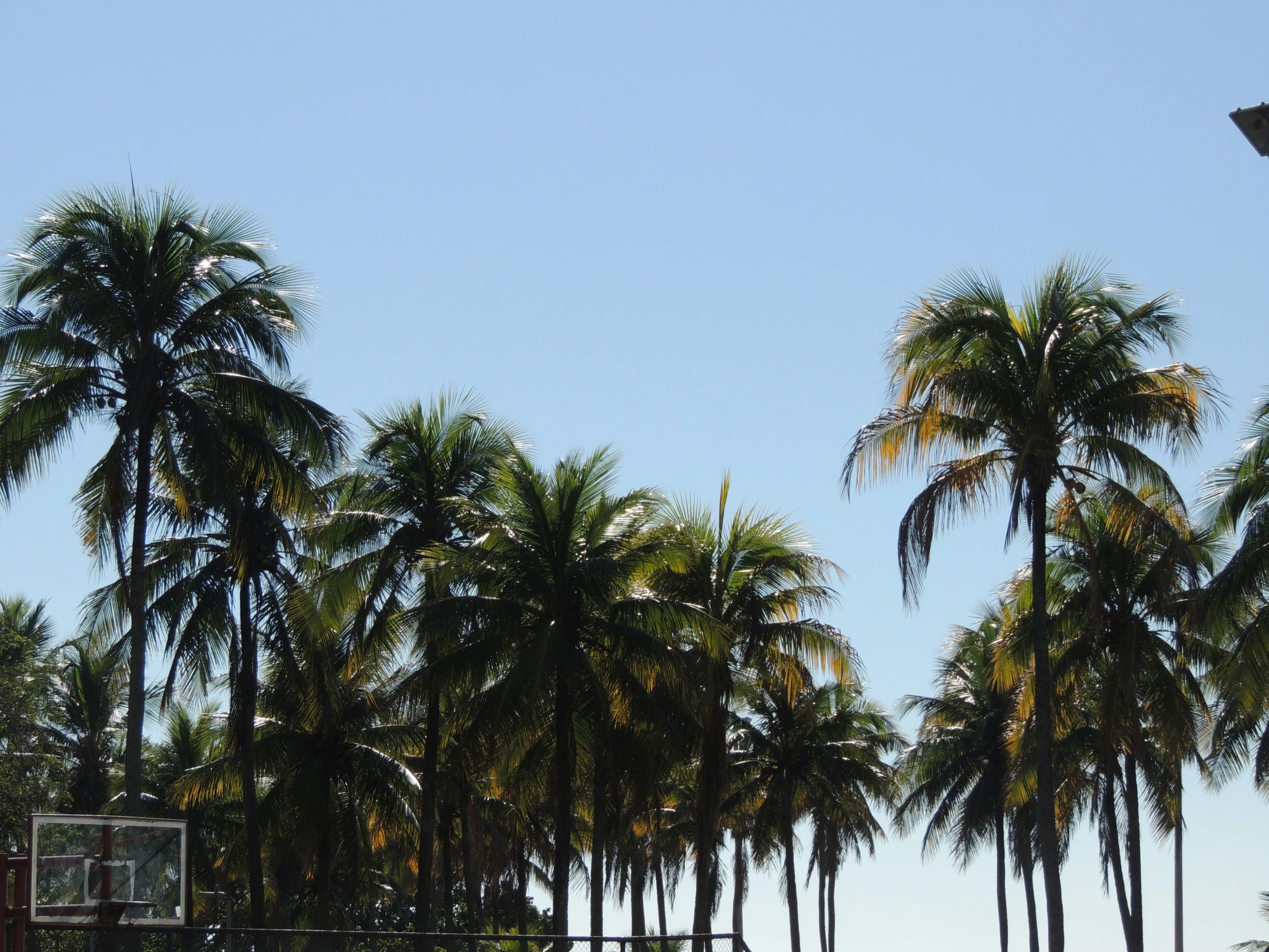 a number of trees near one another and a ball court