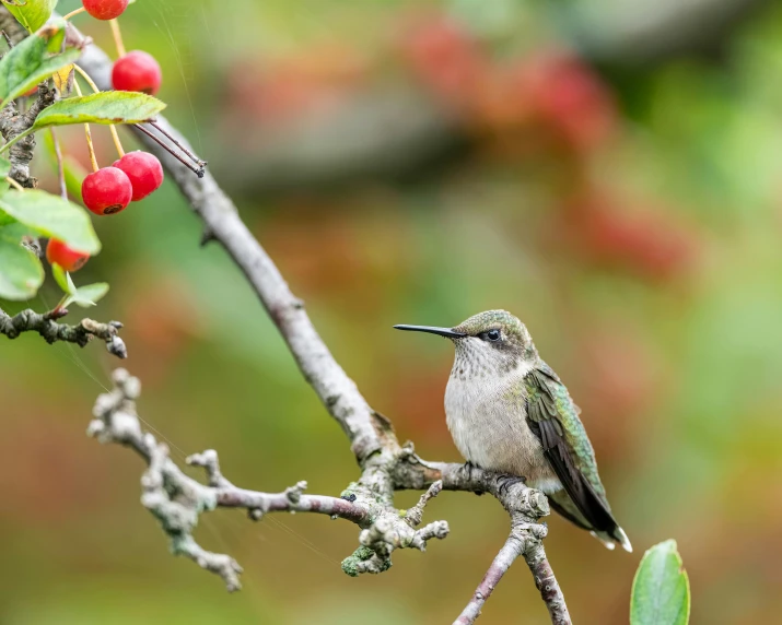 the small hummingbird is sitting on a nch