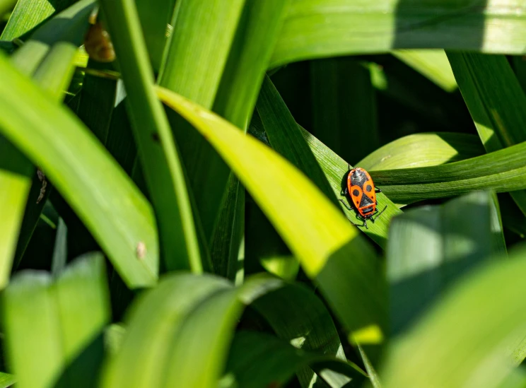 a red and black beetle in the green grass