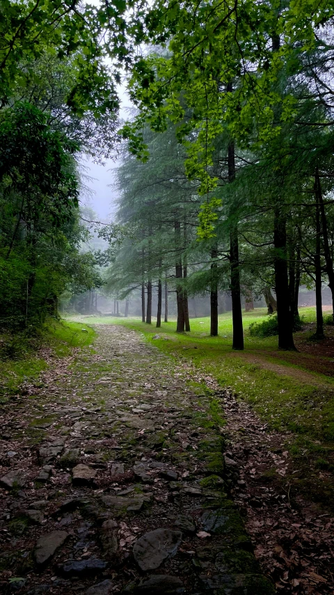 the road has leaf and rocks on it