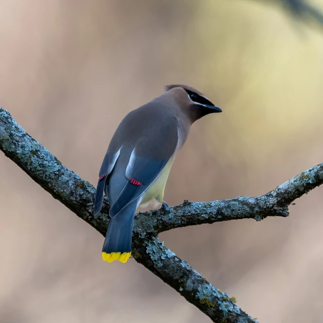 a bird is standing on a nch while looking in the direction