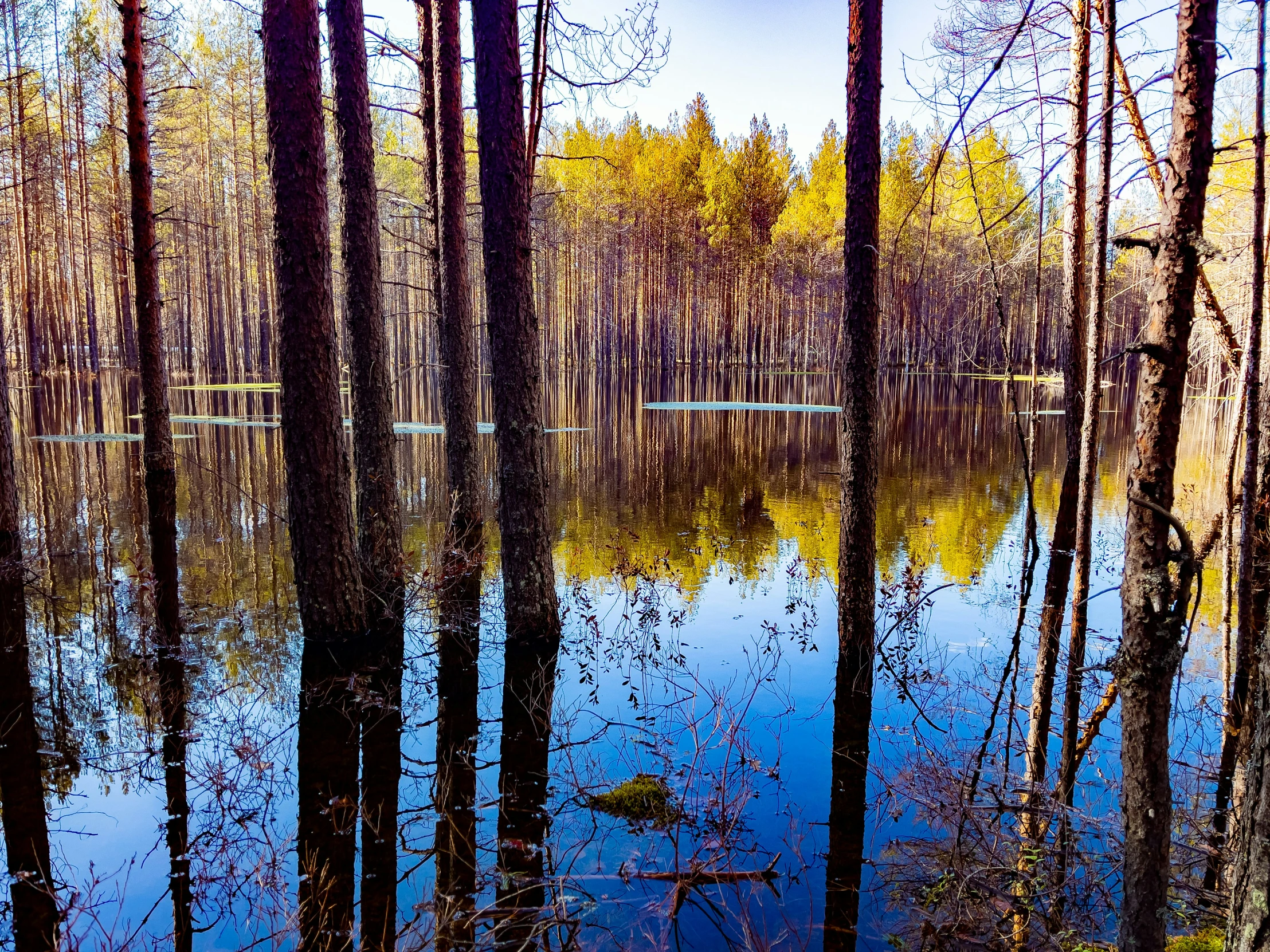 a blue pond surrounded by trees in the middle of a forest