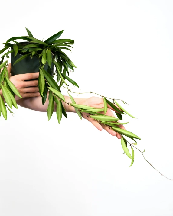 a person holding a plant in their left hand