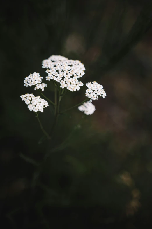 small white flowers on a dark green stem