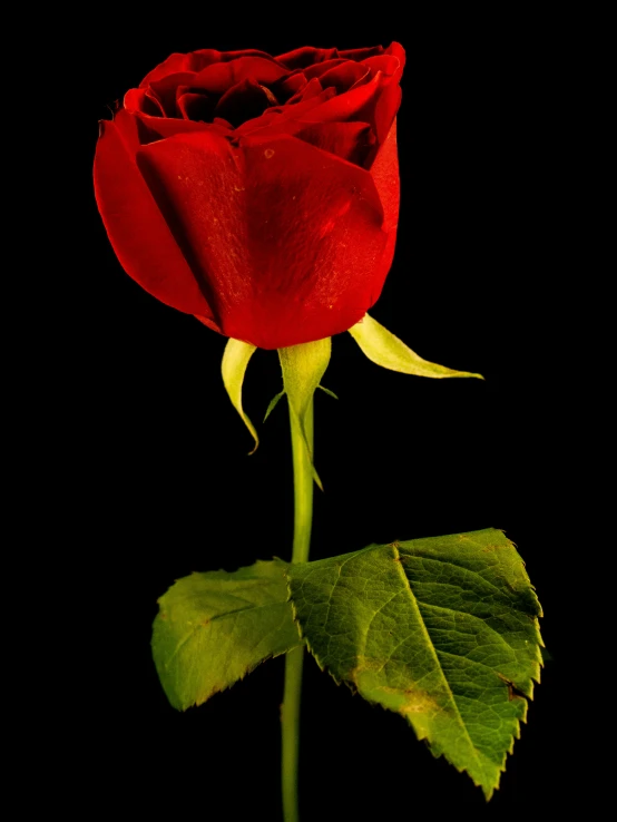 the red rose is standing upright on the black surface