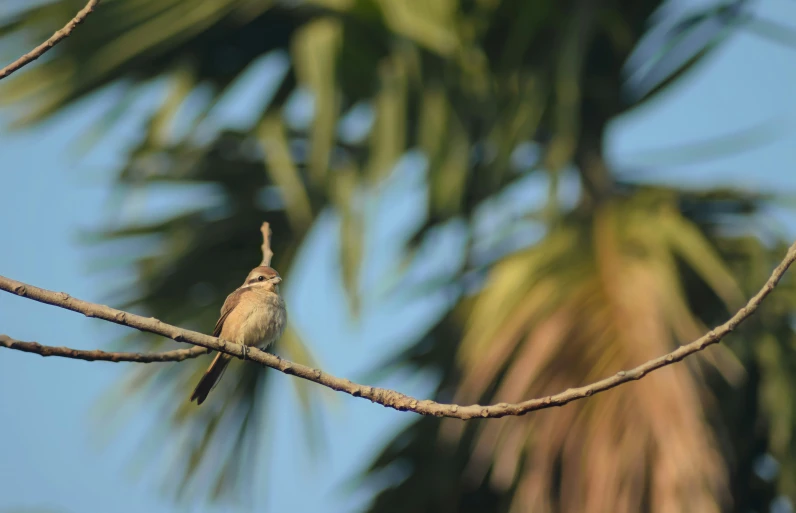 a bird sitting on a nch next to palm trees