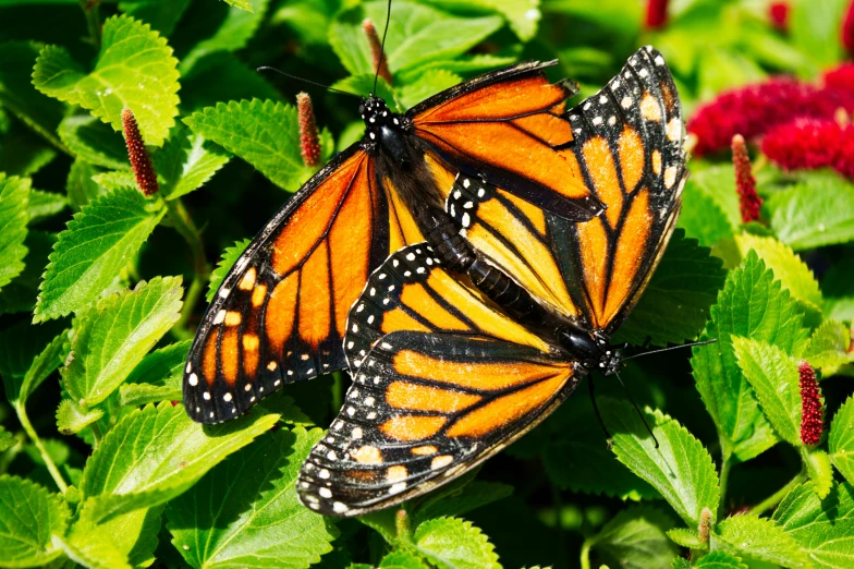 two orange erflies on some green leaves