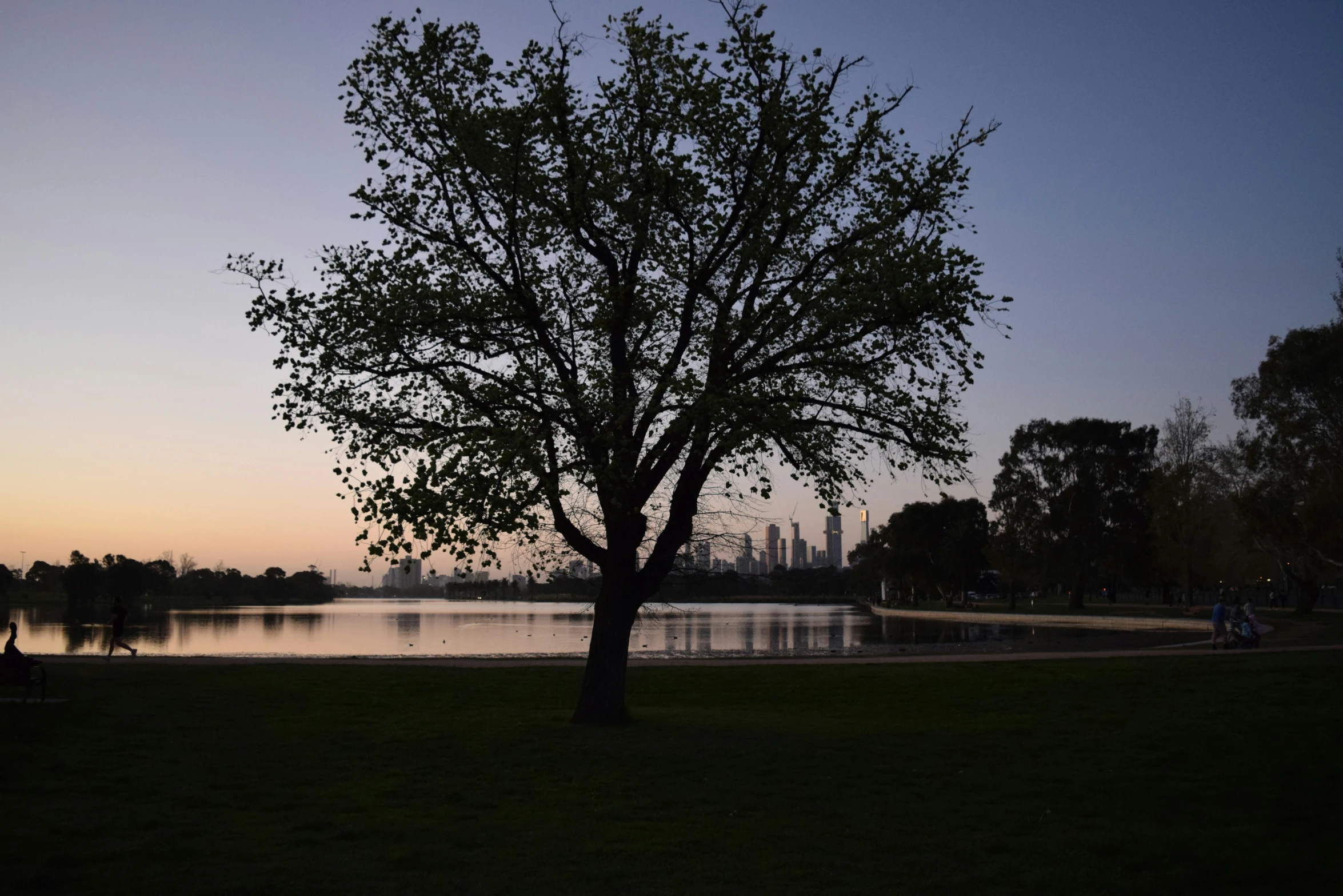 an image of a tree that is outside