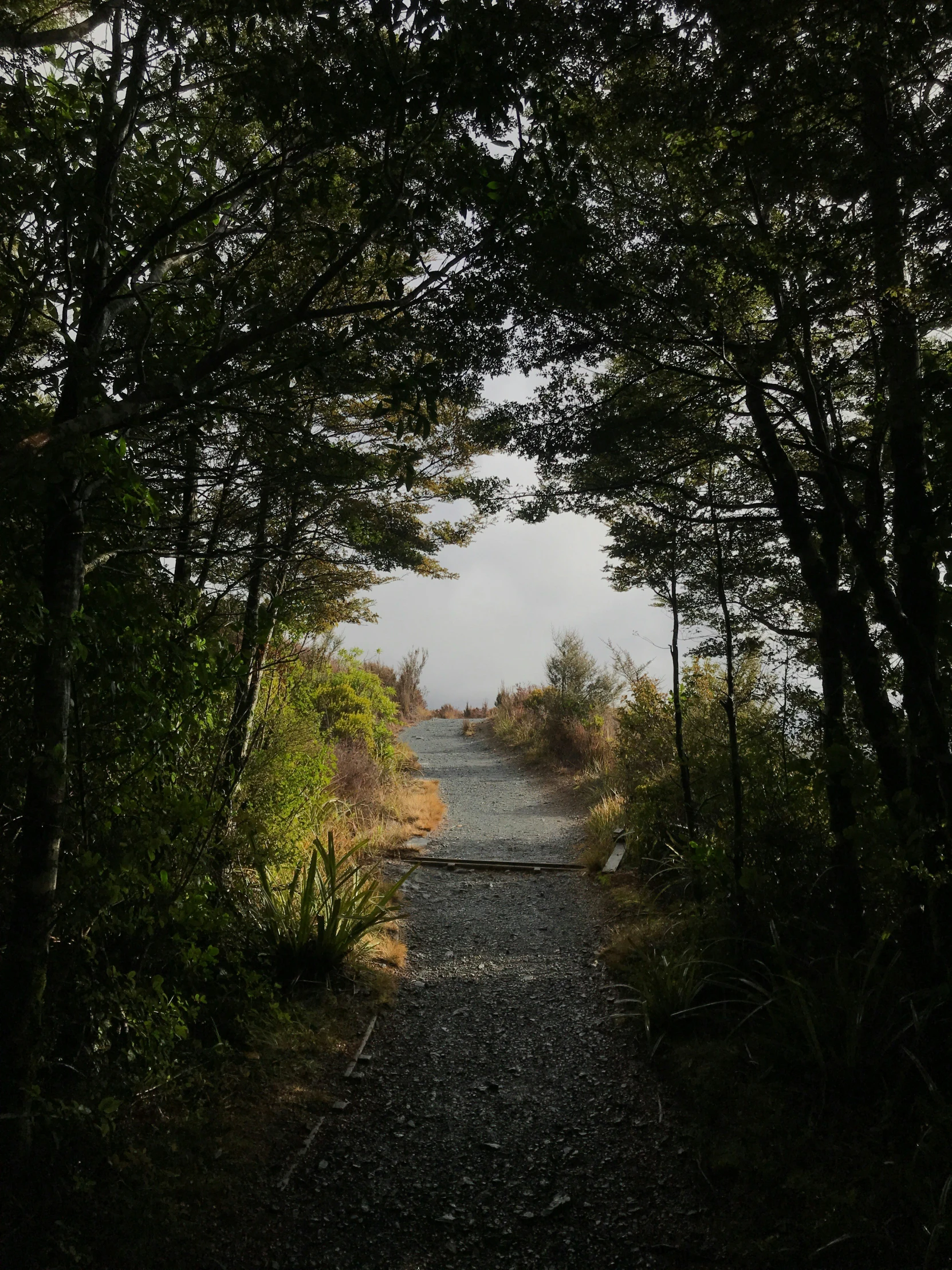 trees surround the pathway leading to the ocean