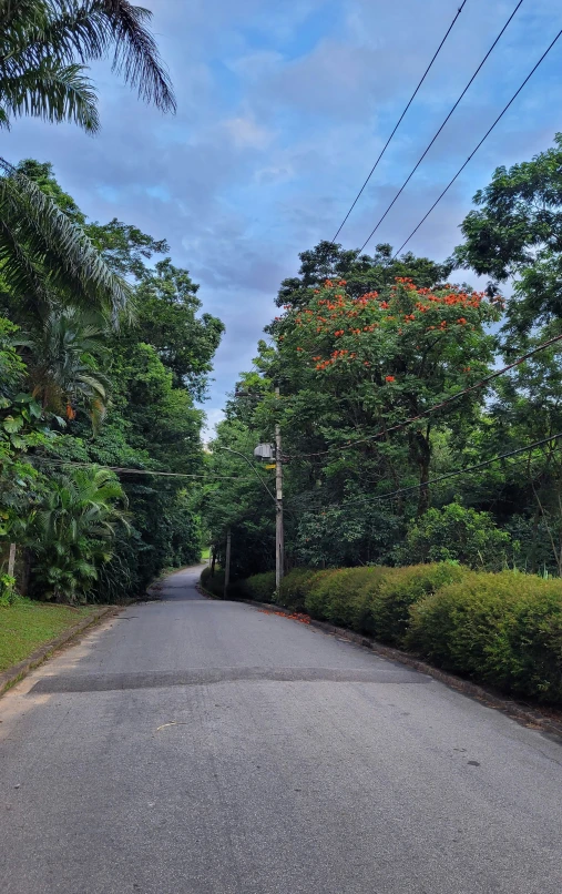 an empty road lined with trees and bushes