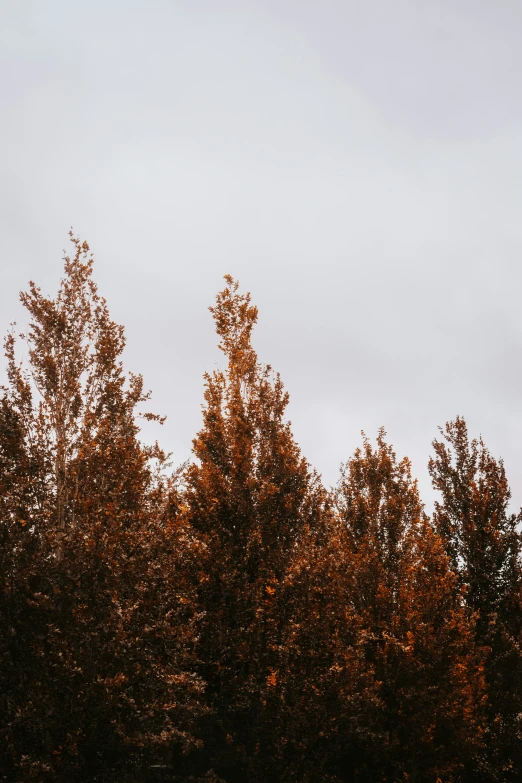 a plane flying over some trees with sky in the background