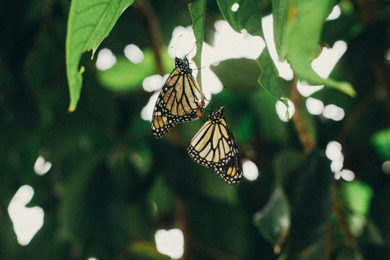 two large erfly flying over leaves together