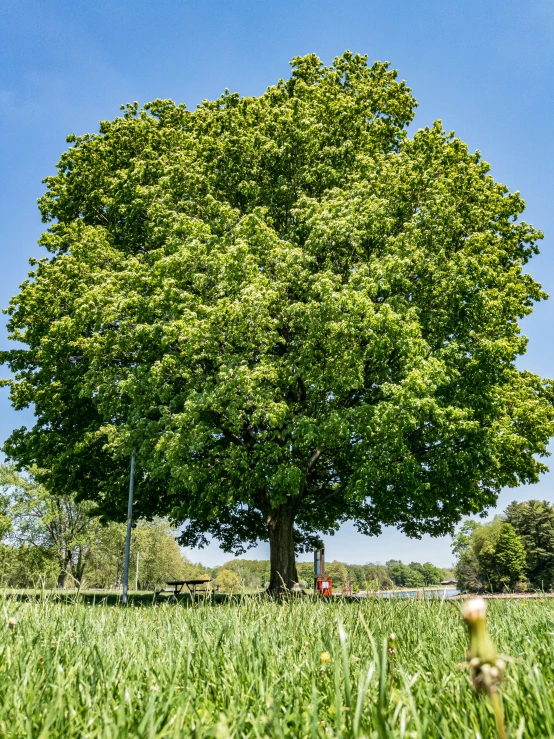 the tree in the park is very large and has many leaves