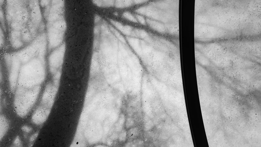 a black and white image of the shadows of leaves