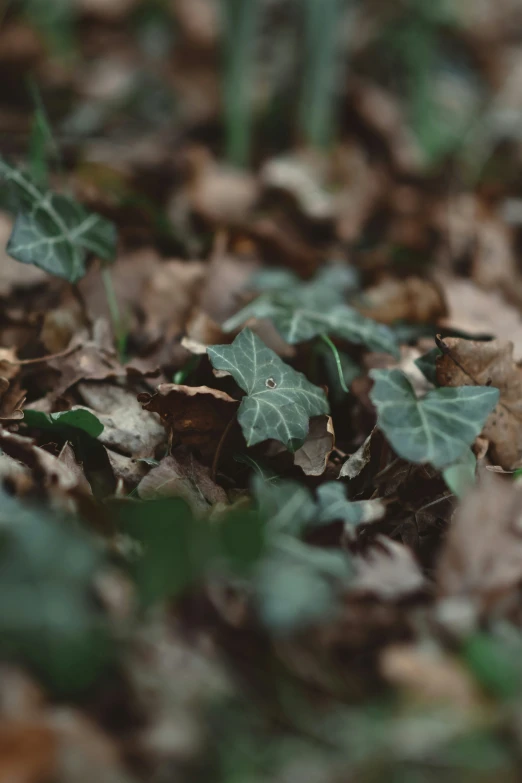 a plant with several leaves and grass inside of it