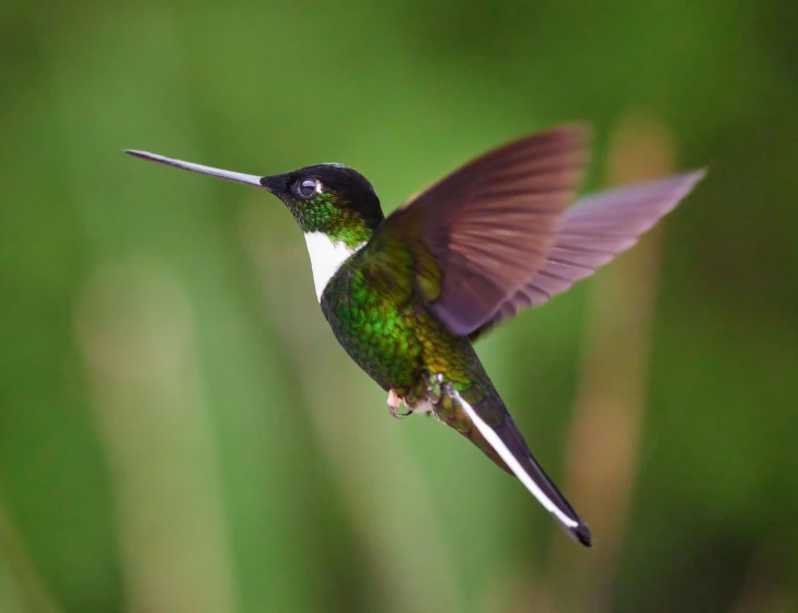 a hummingbird flying through the air and flapping its wings