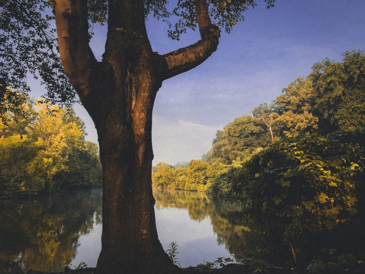 a large tree with its trunk touching water and surrounded by foliage