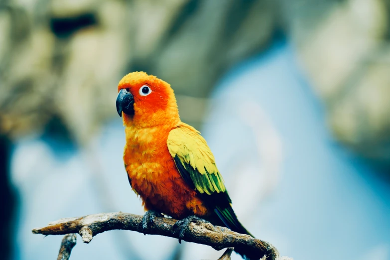 a bird with green and orange feathers sitting on a nch