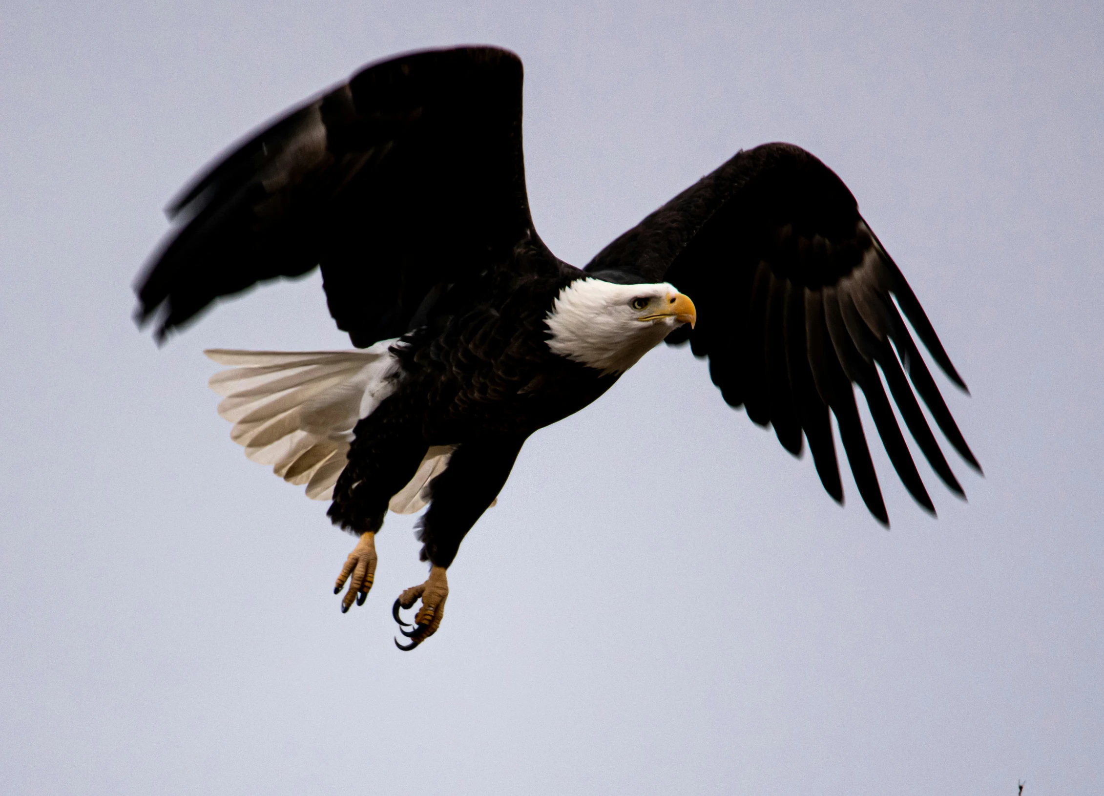 an eagle flying through the air during the day