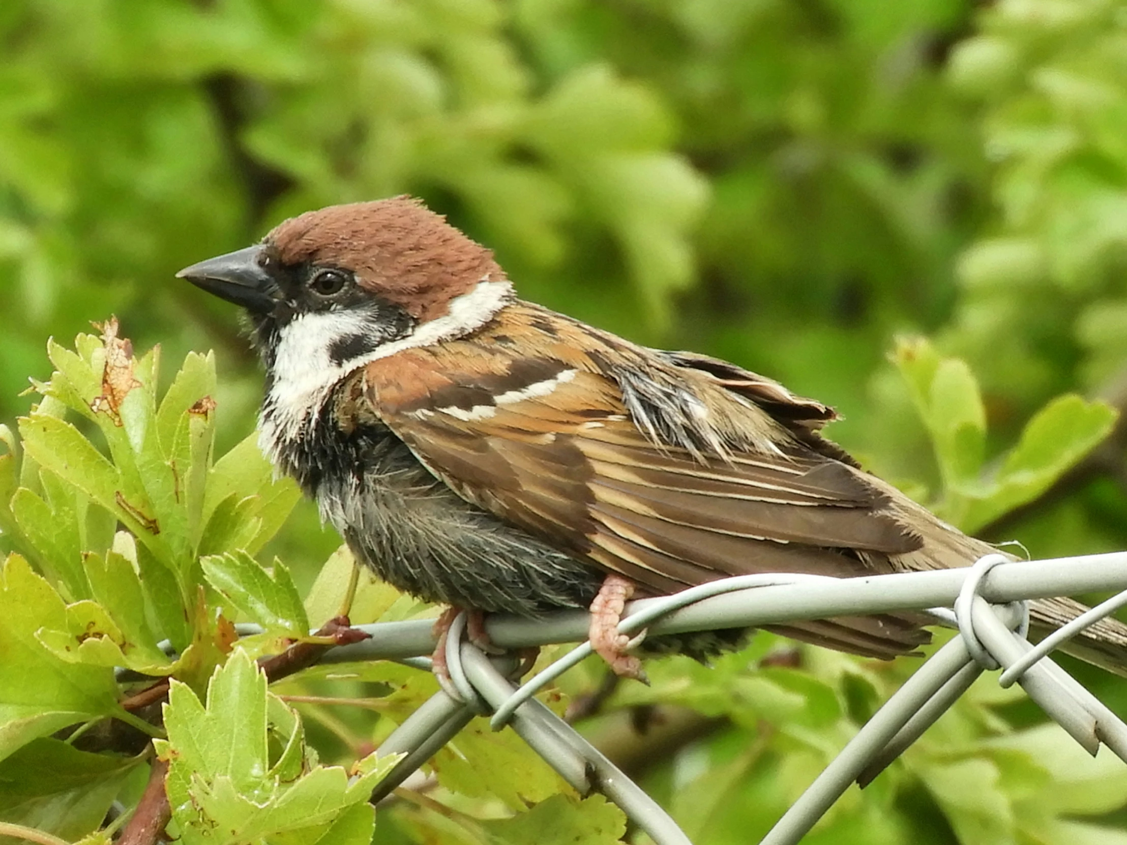 a bird perched on a wire fence outside