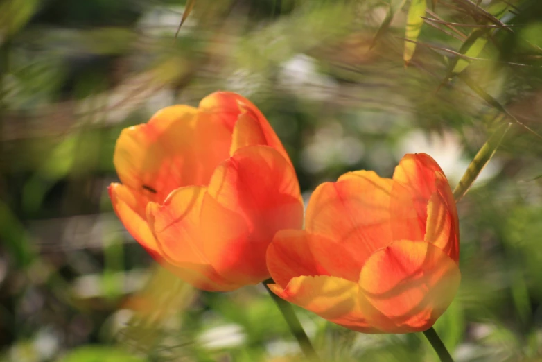 a bright orange flower with two green stems