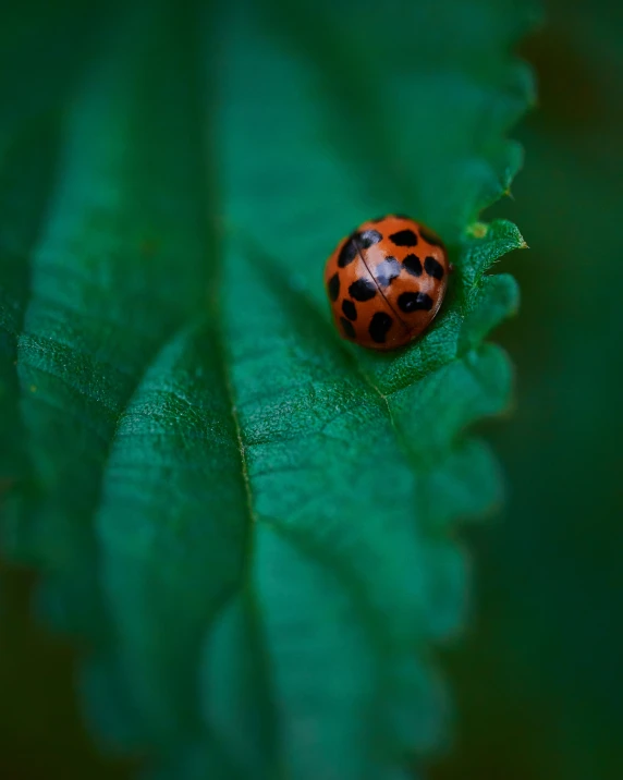 the lady bug is sitting on a green leaf