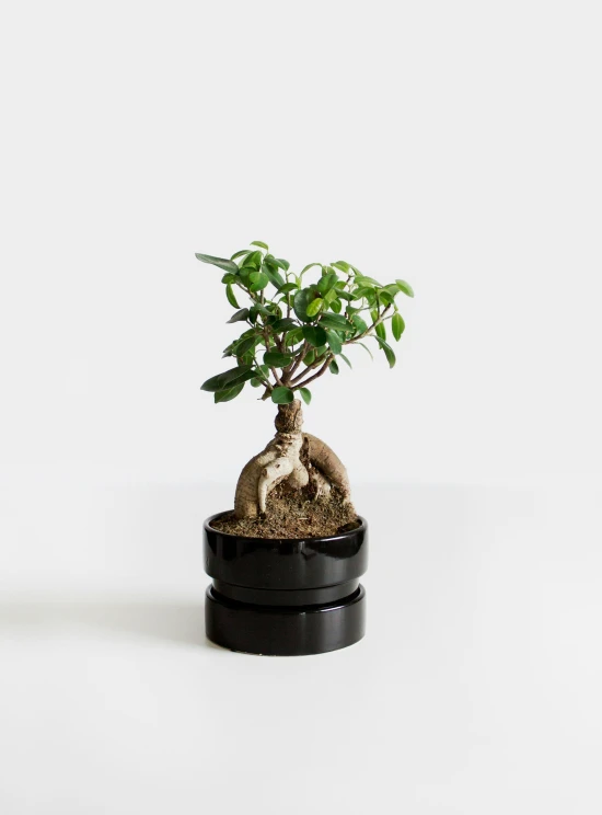 an image of a small potted plant in pot