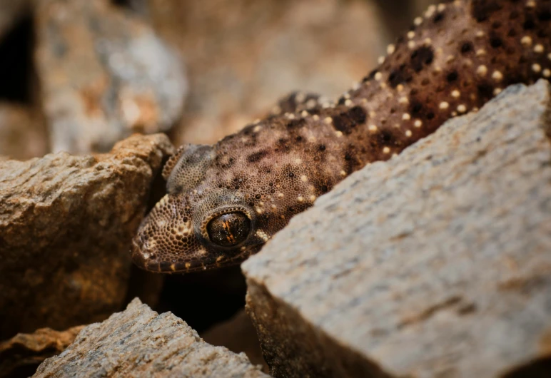 there is a lizard peeking out from between some large rocks