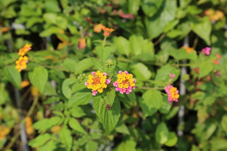 a cluster of small colorful flowers with green leaves