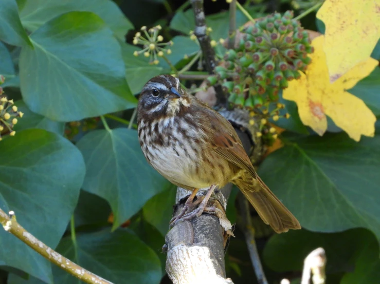 there is a small bird perched on top of a tree nch