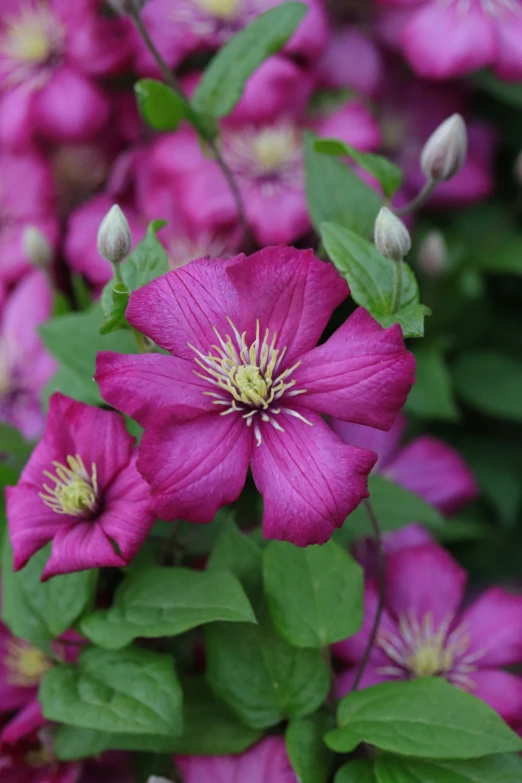 some pink flowers are growing near green leaves