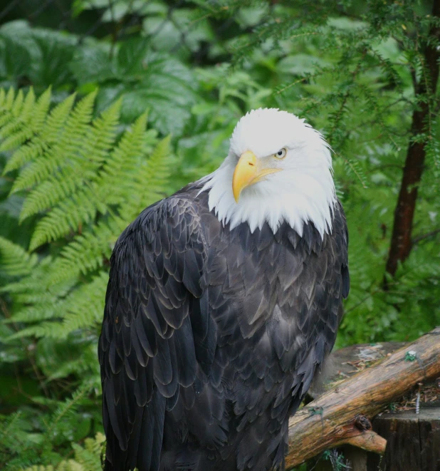 an eagle is perched on a tree limb near the woods