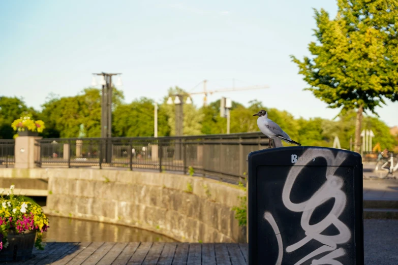 a bird sits atop a black box on top of a wood deck