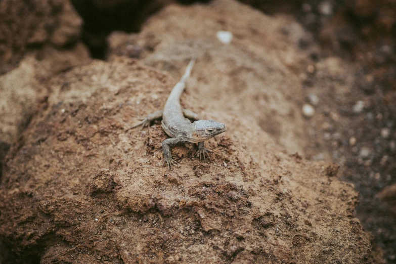 a lizard that is on some rocks in the dirt