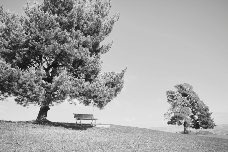 a bench next to some trees in a field