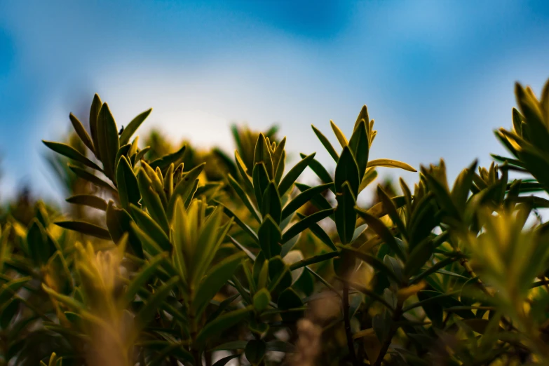 a small bush with very green leaves in the sun