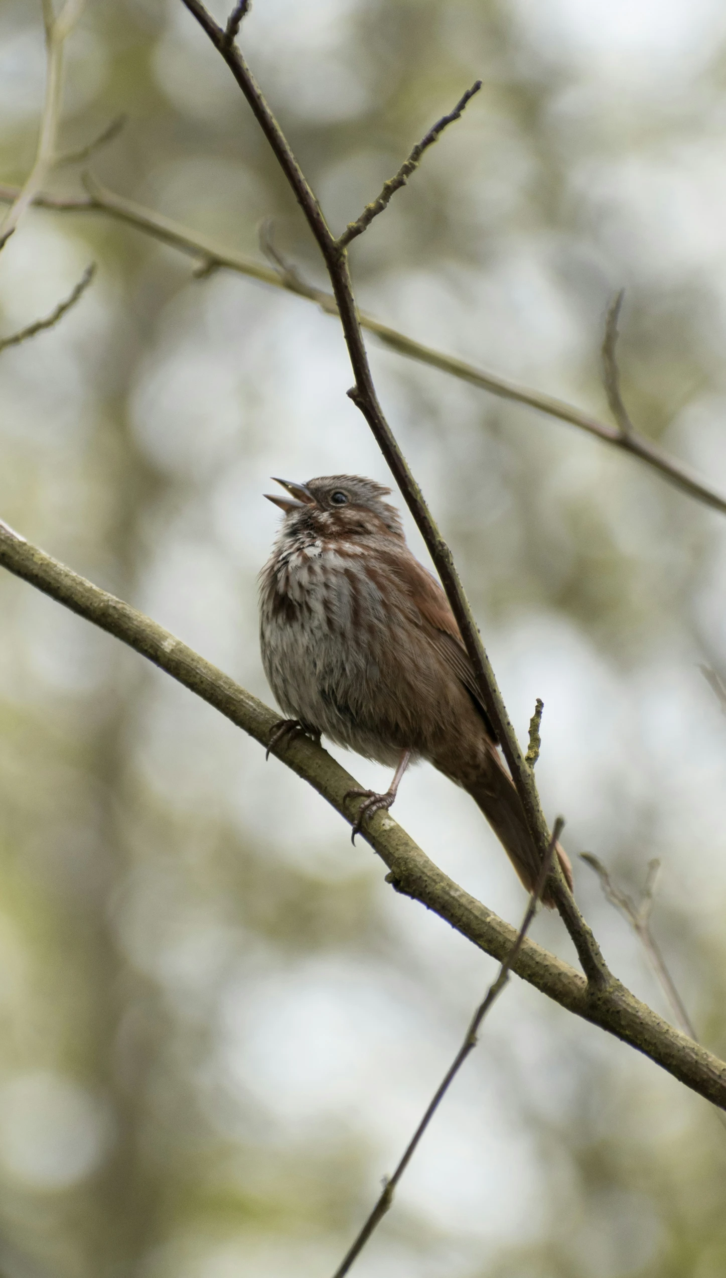 a small bird sitting on top of a tree nch