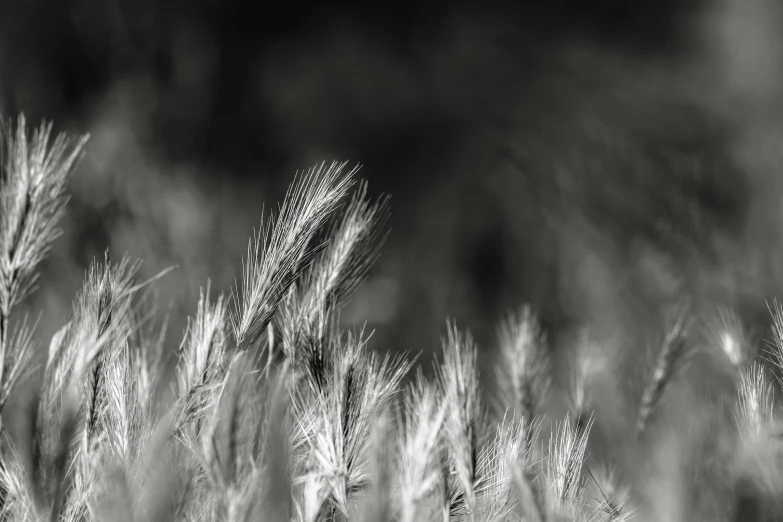 some very pretty looking grass in a field