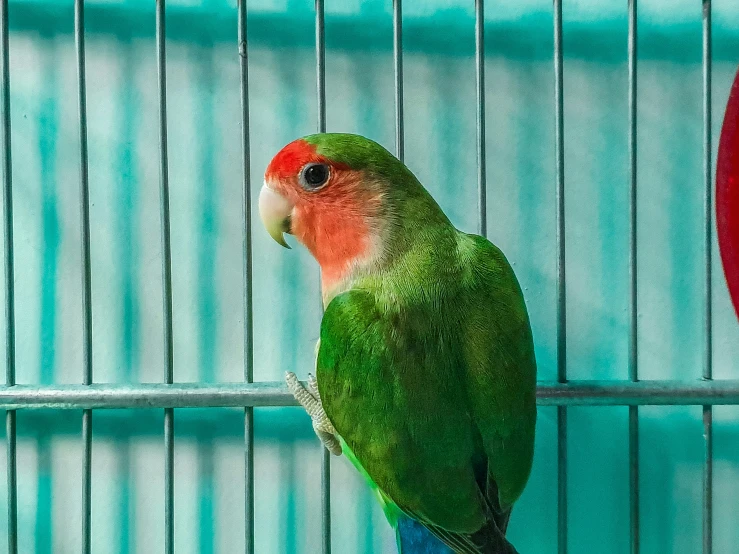 a parrot perched on top of a piece of wood