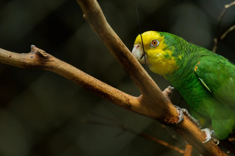 a bright green and yellow bird sitting on top of a tree nch