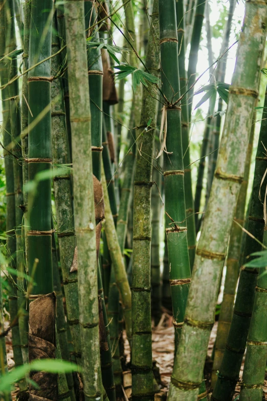 this image is of several tall bamboo trees