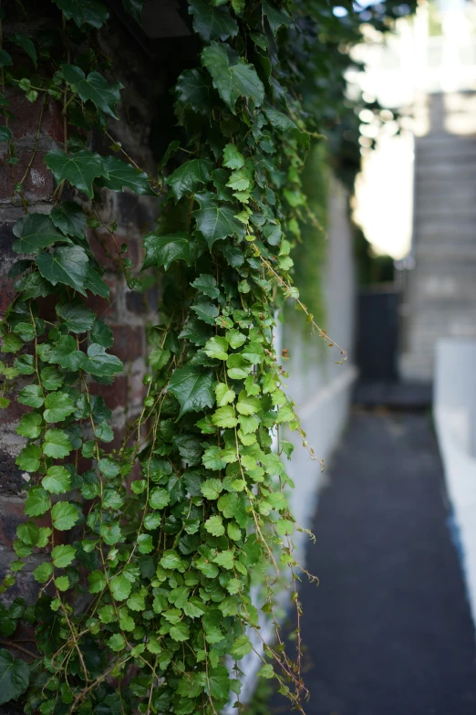 a bunch of ivy on a wall by a street