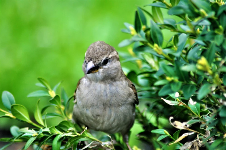 the small bird is perched on the green bush