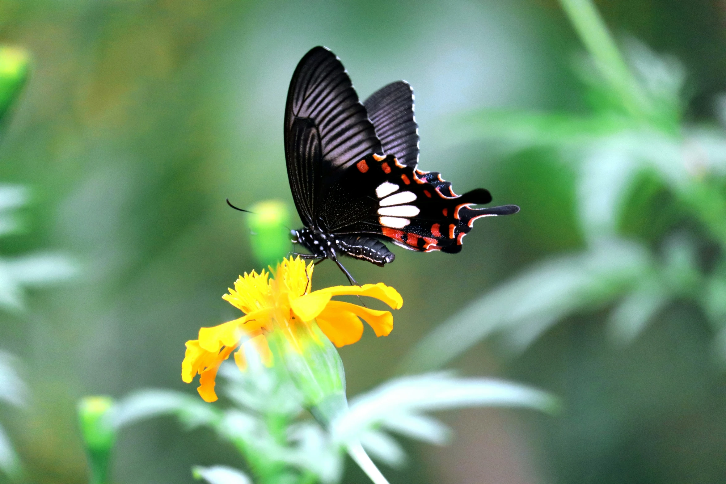 a erfly is sitting on a yellow flower