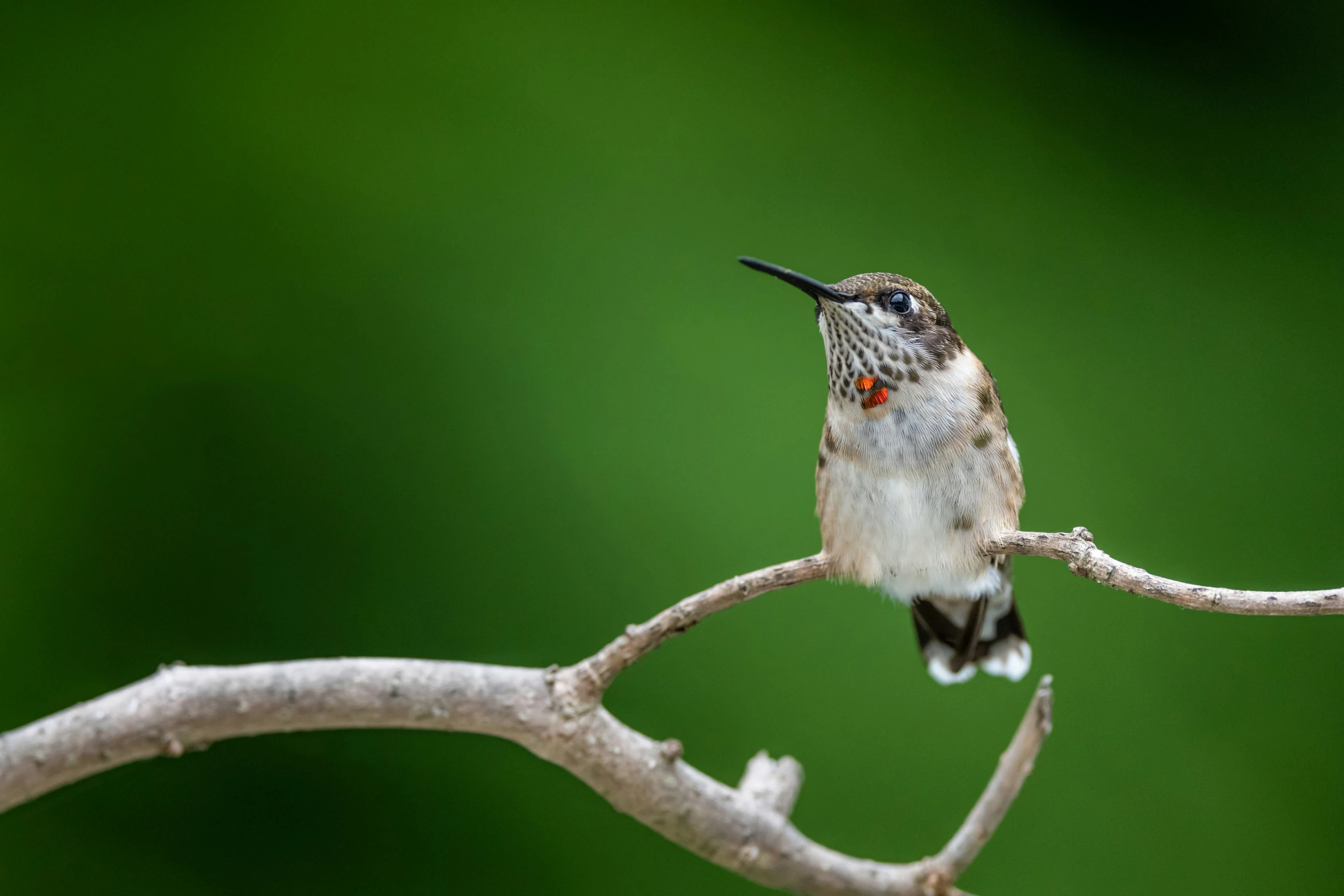 a hummingbird sitting on top of a tree nch