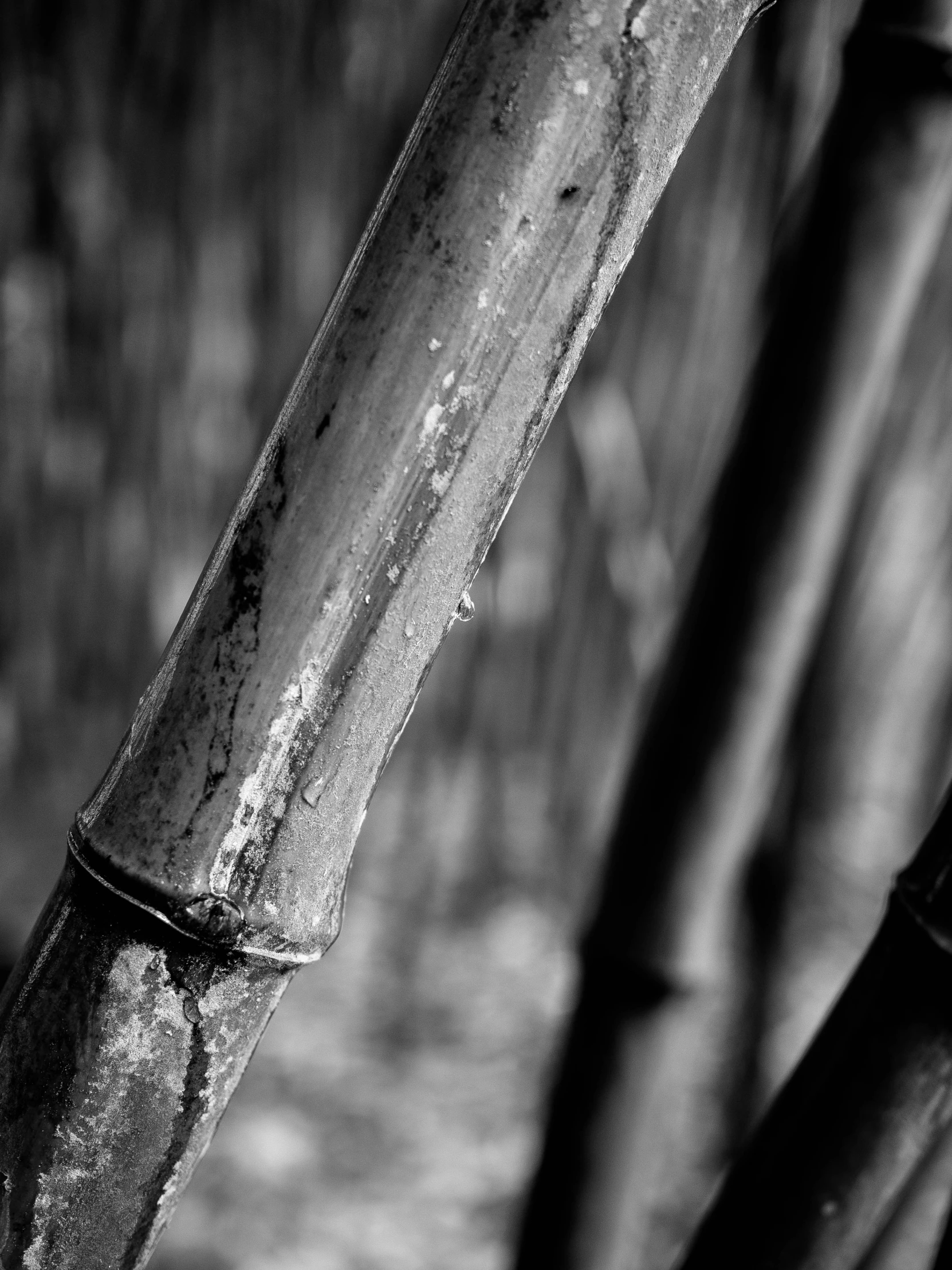 a long knife sticking out of the side of an old tree