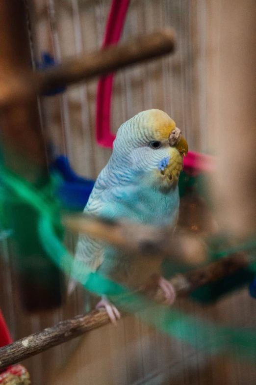 a yellow and green parakeet is perched on the nch